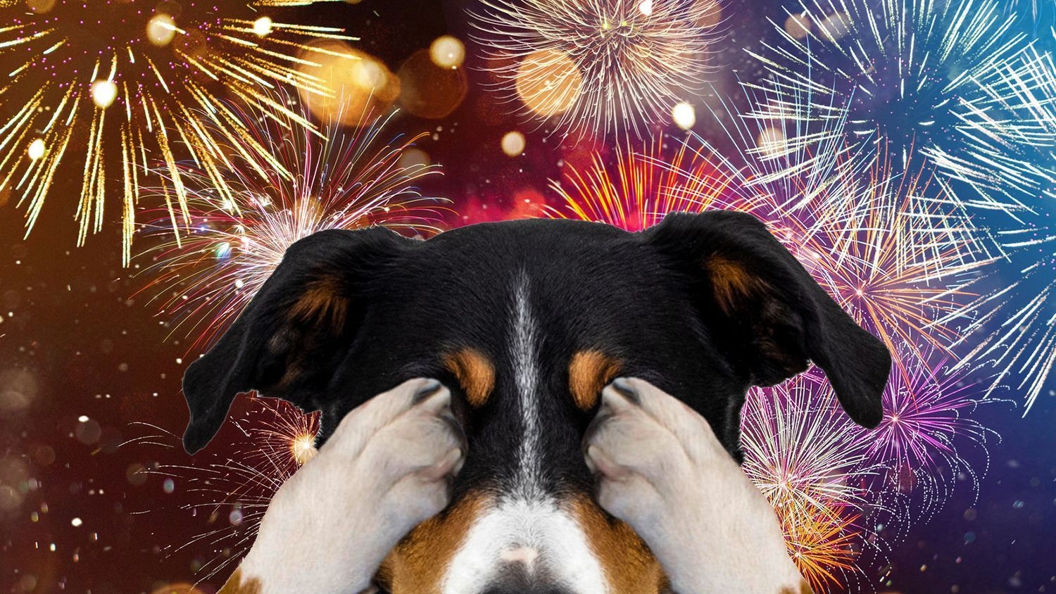 Heute.at - Tipps gegen Silvesterangst bei Hunden: Vortrag in Wien