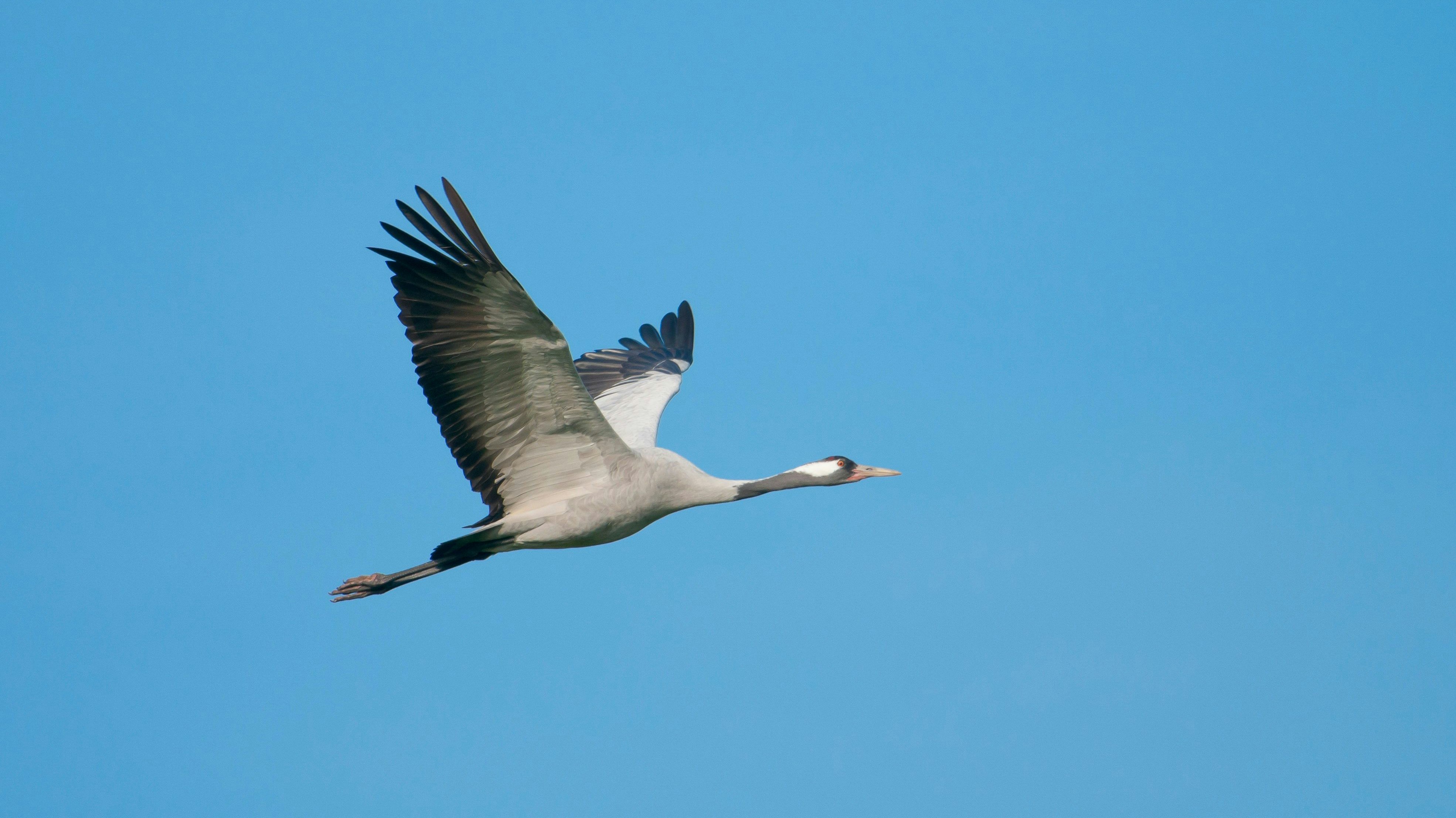 Heute.at - 9.000 Kraniche rasten gerade am Neusiedler See