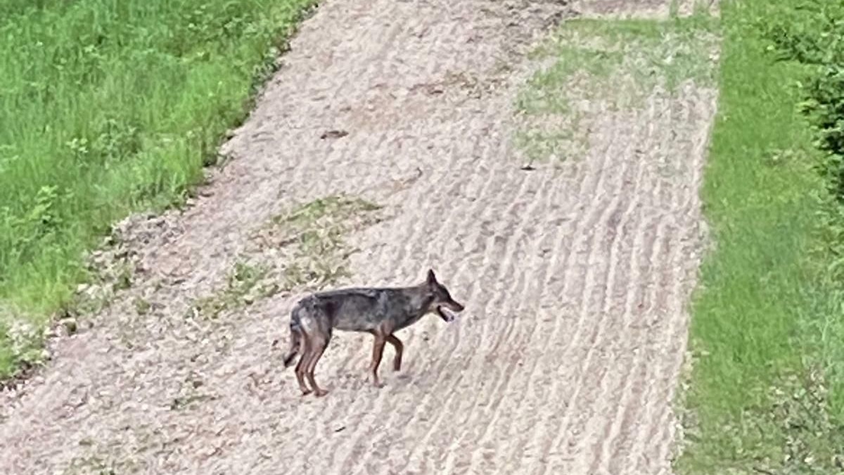 Heute.at - Zweiter Problemwolf binnen vier Wochen erschossen