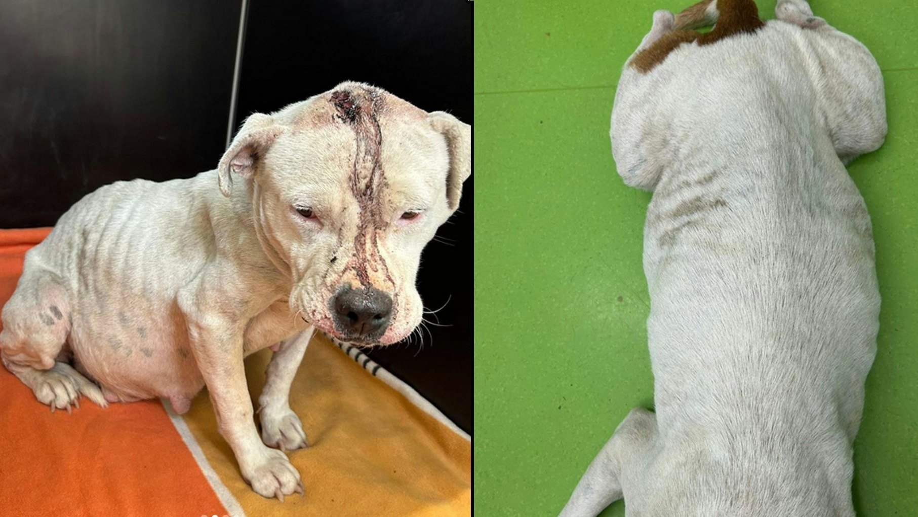 Heute.at - Ärmste Hündin Aurora bringt acht Welpen zur Welt