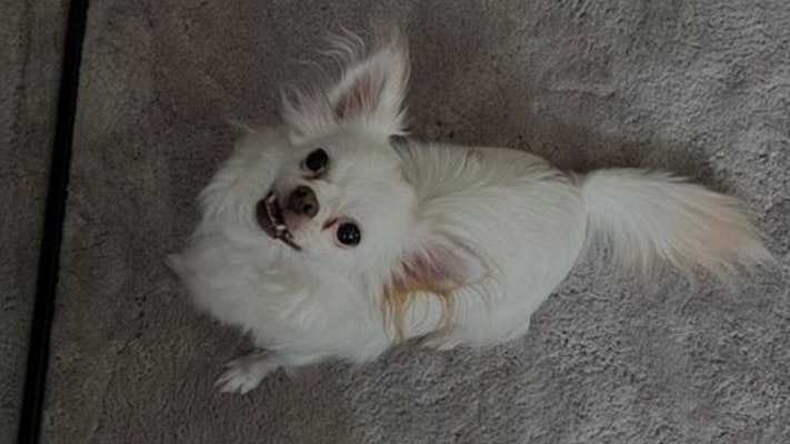 "Diva" ist sehr aufgeweckt und unkompliziert.