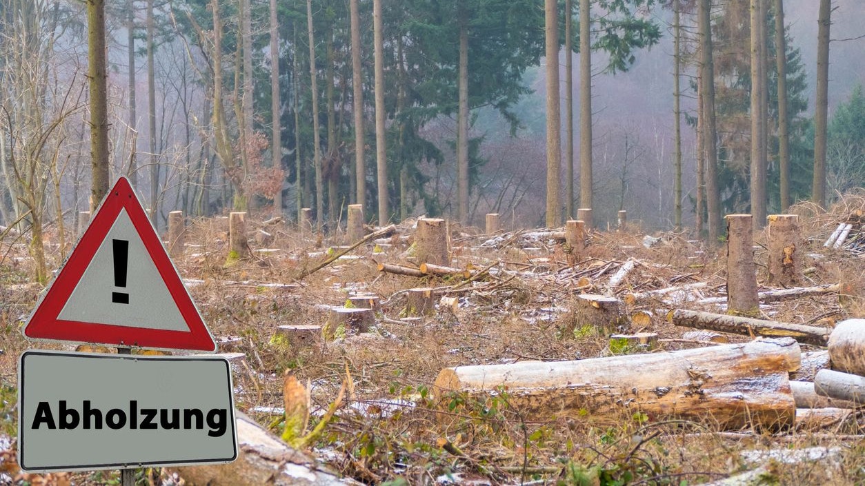 Heute.at - EU-Parlament schießt Waldschutzgesetz ab