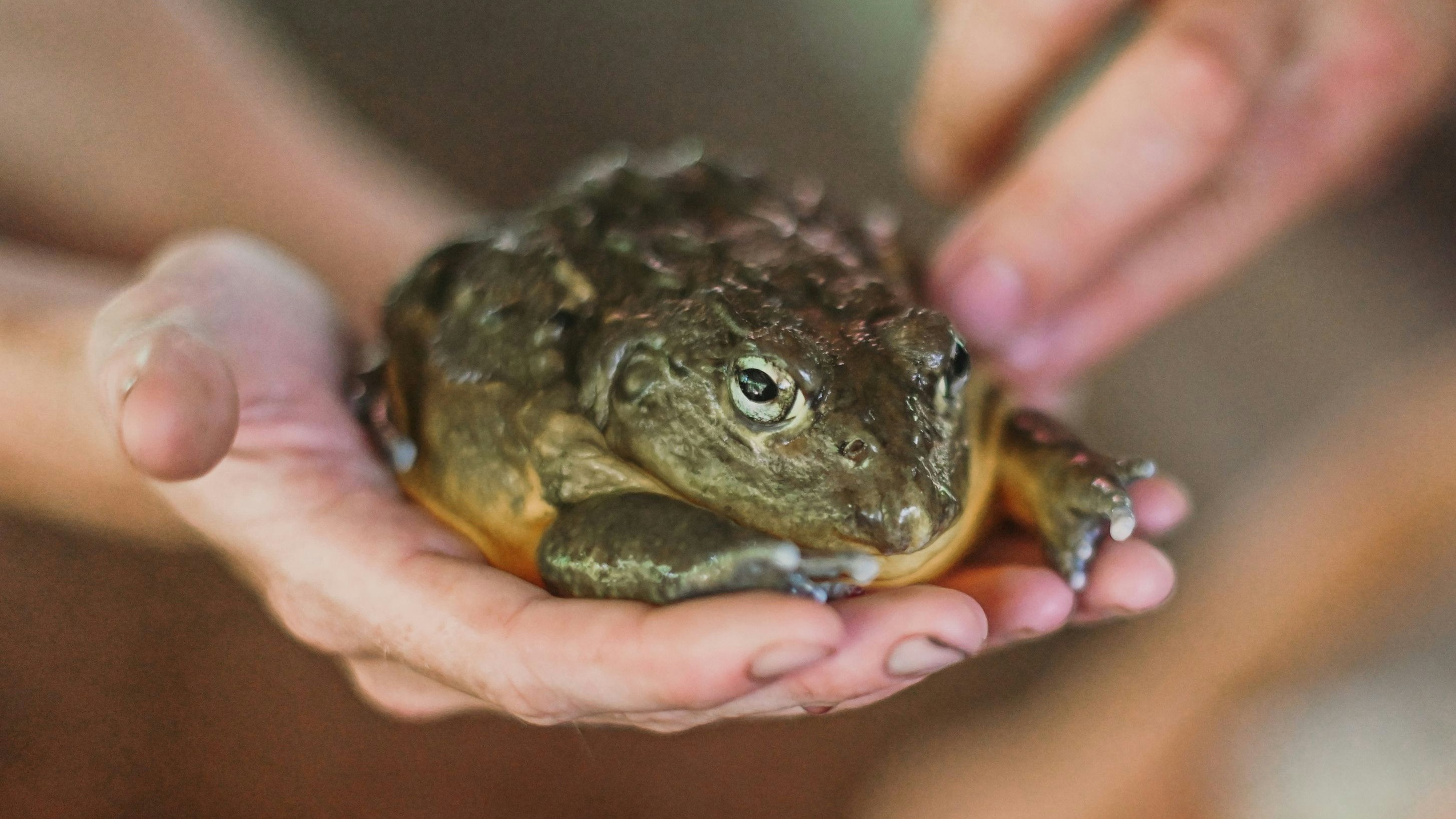 Heute.at - Kröten lecken für Rausch – ekliger Trend in Europa