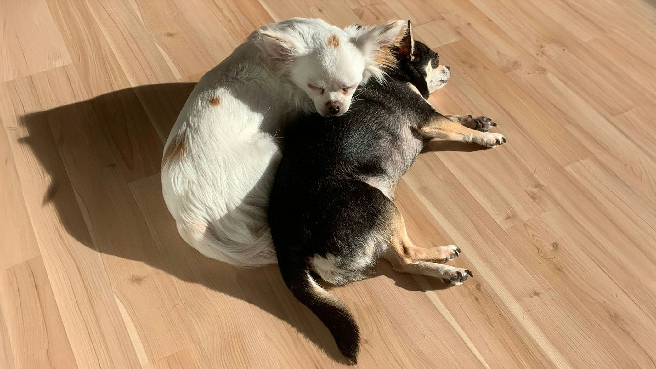 Heute.at - Frauerl gestorben – Chihuahua-Damen suchen neues Heim