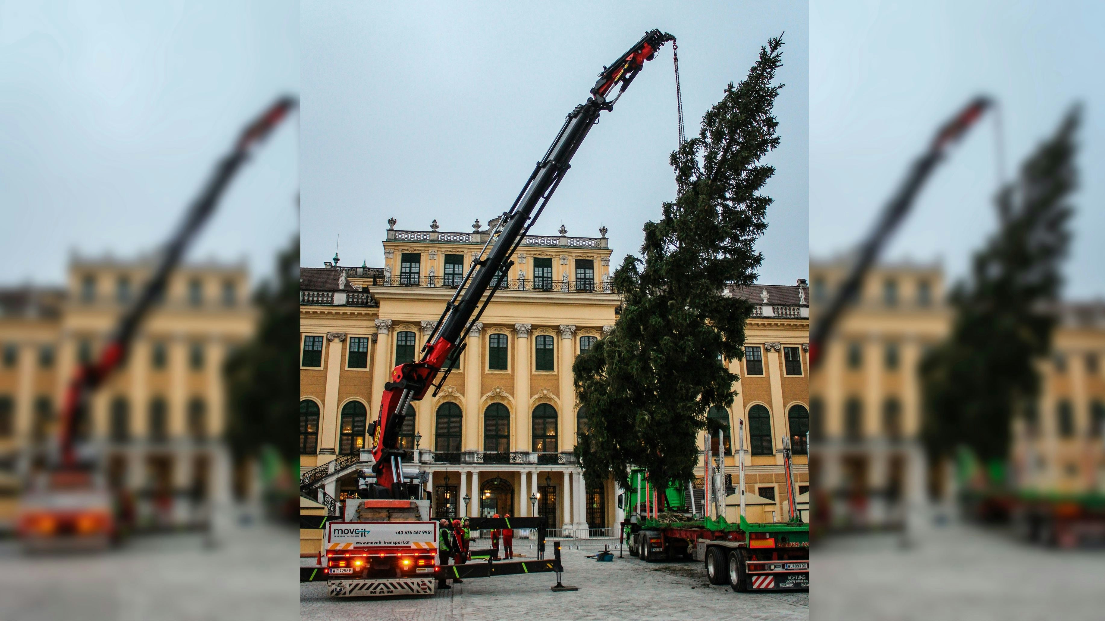 Heute.at - Festlicher Auftakt – Christbaum steht in Schönbrunn