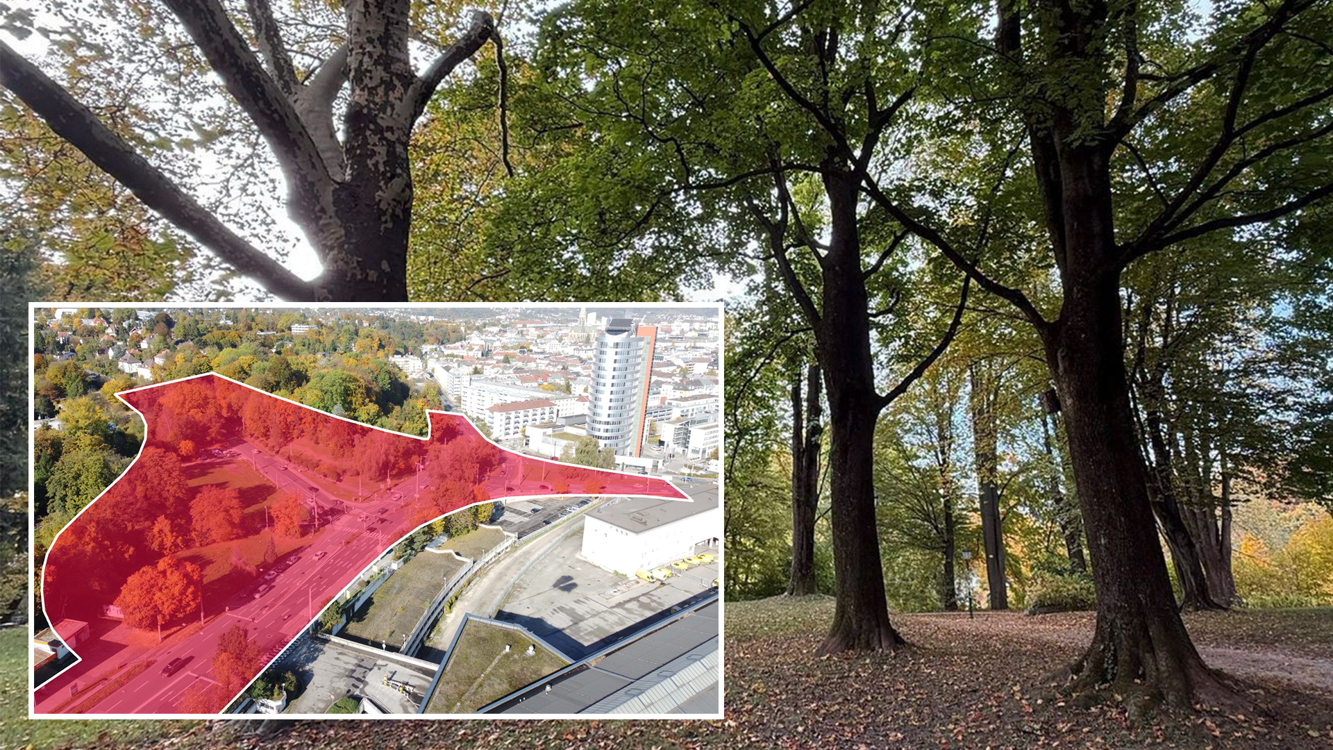 Heute.at - Über 200 Bäume weg – Aufregung um neue Linzer Autobahn