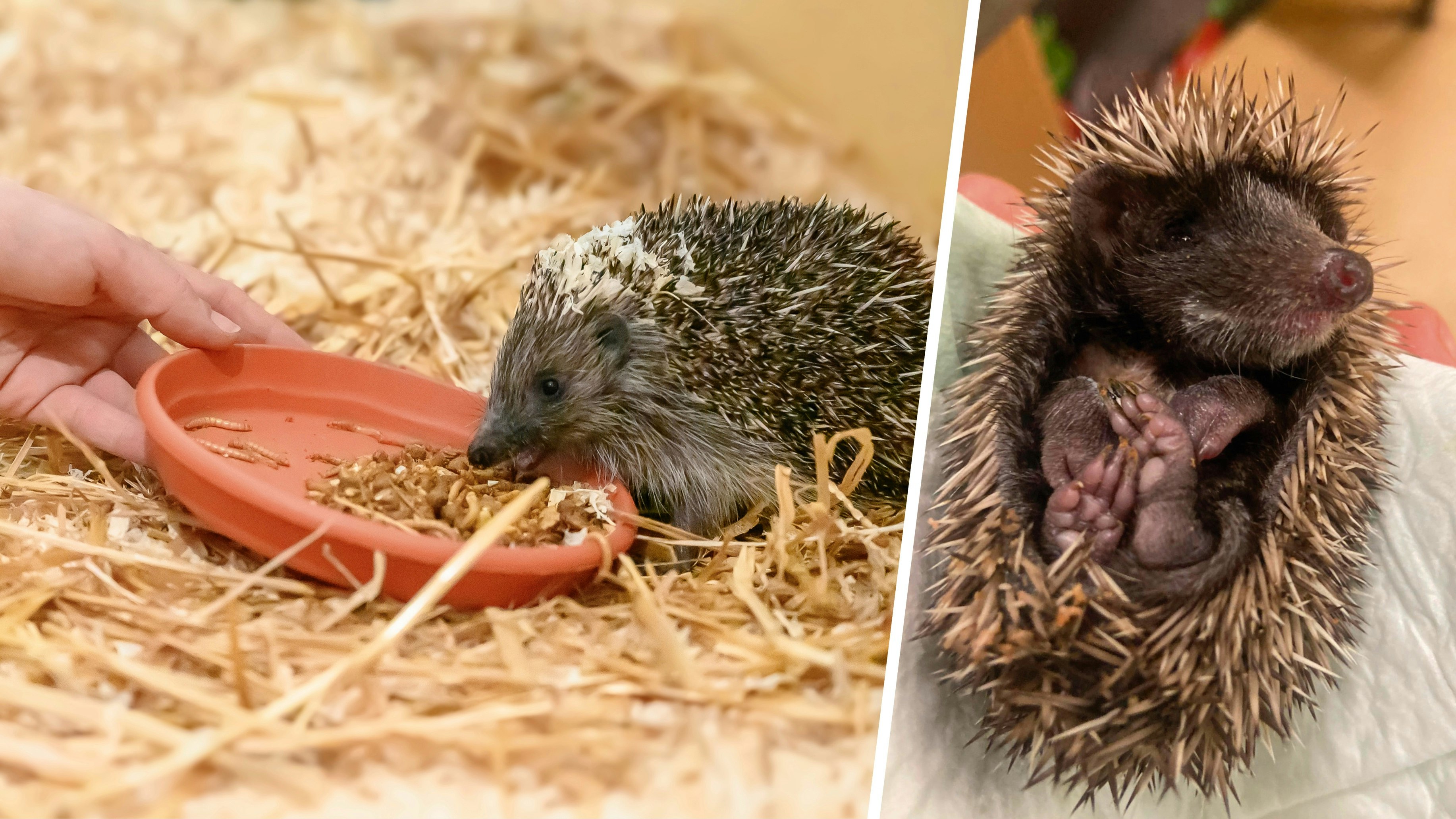 Heute.at - Igel in Not: Dieser Winter wird zur Bewährungsprobe