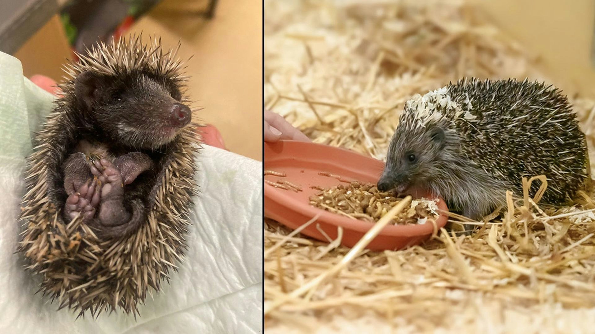 Heute.at - Pflegen oder spenden! Der Igel schafft’s heuer nicht
