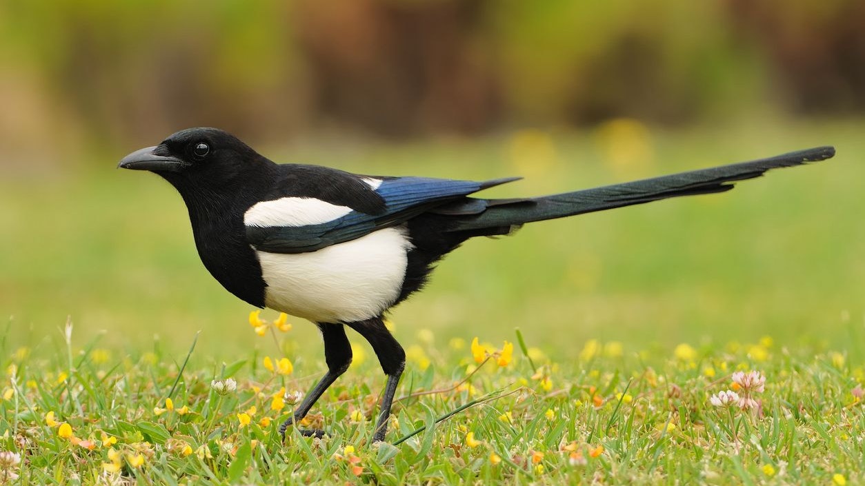 "Magpies" gehören zu den Krähenvögel. 