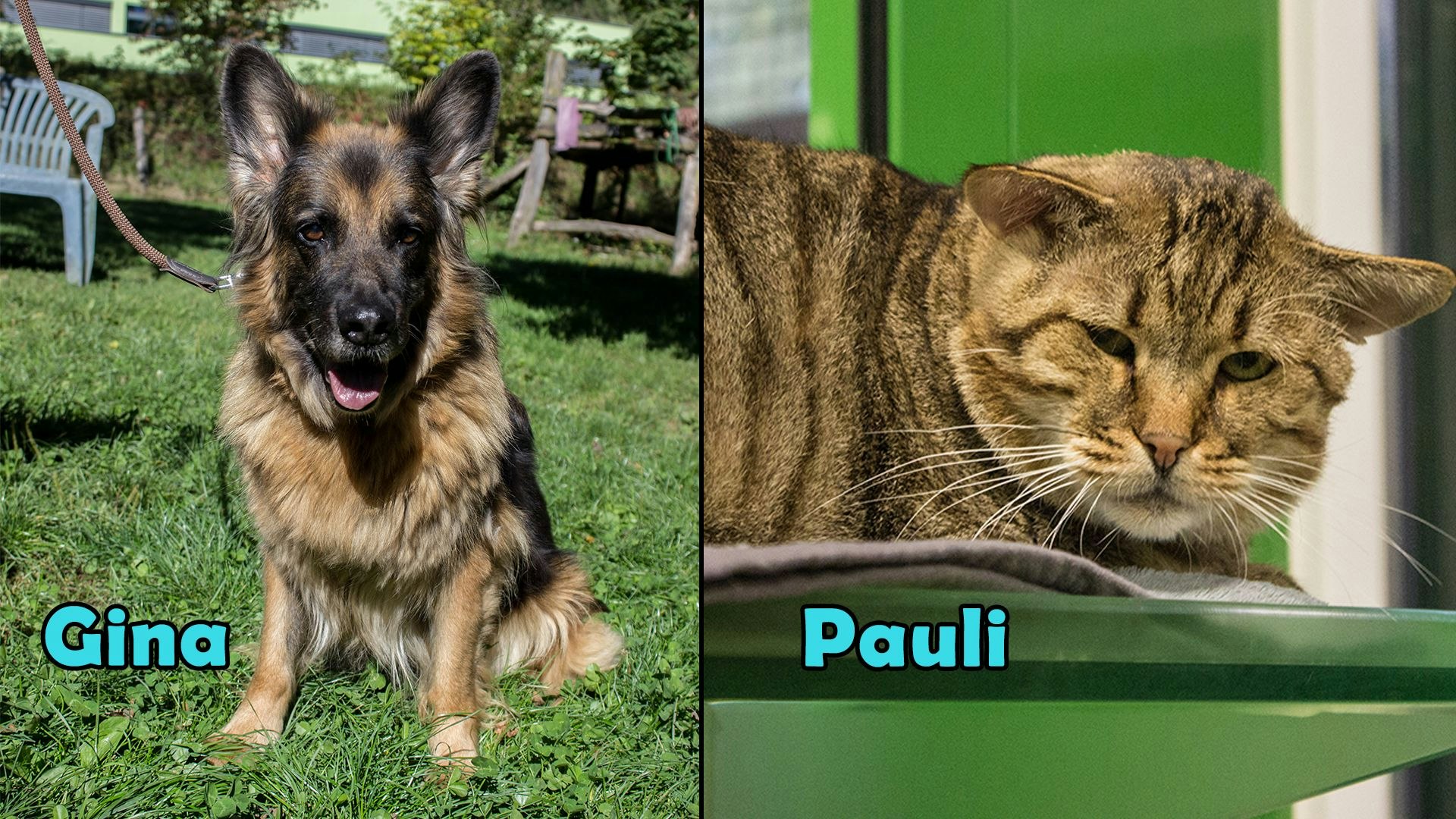 Heute.at - TIKO Kärnten: Schützlinge der Kalenderwoche 43