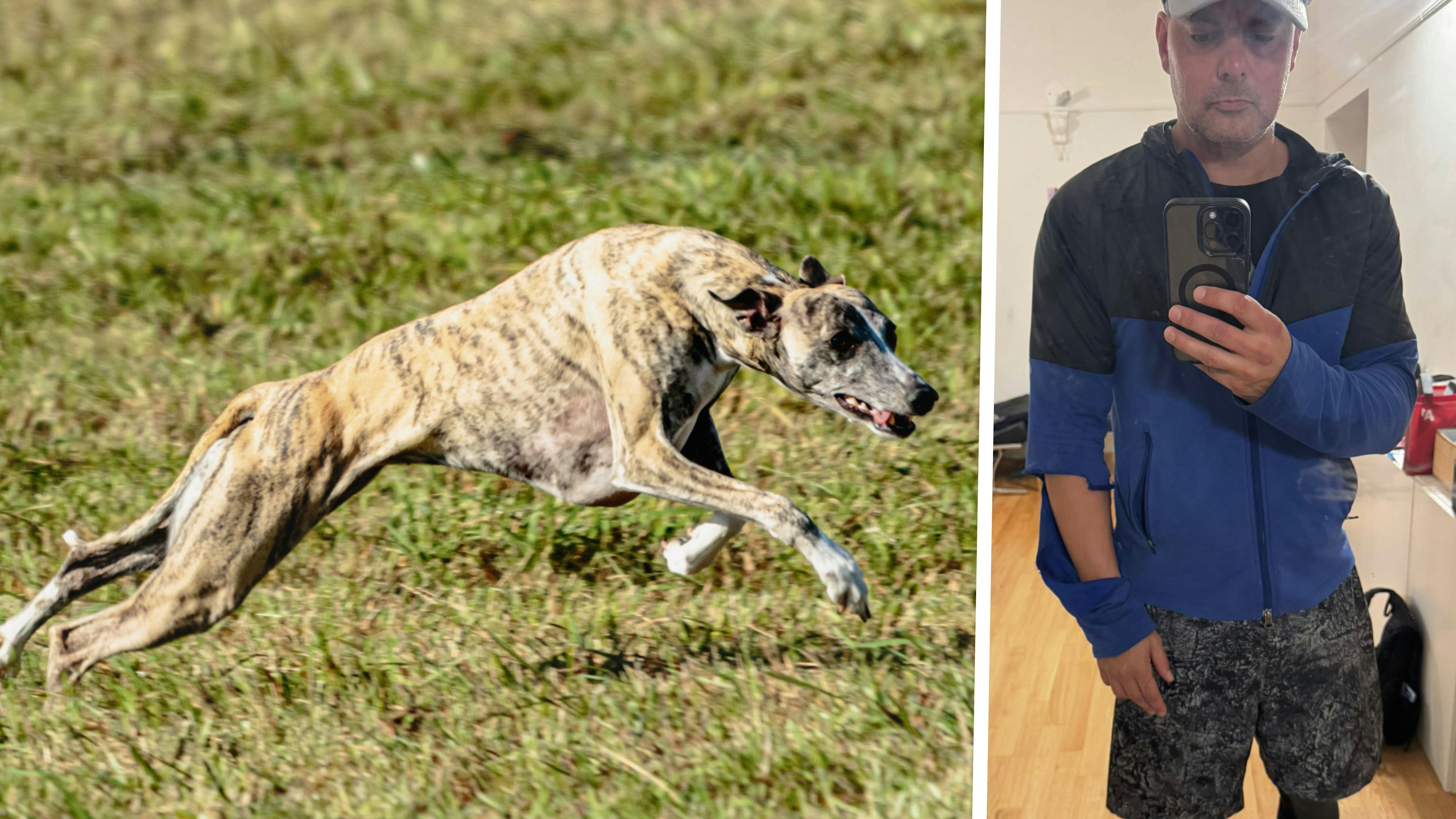 Heute.at - Keiner war angeleint – Windhund fällt Jogger an