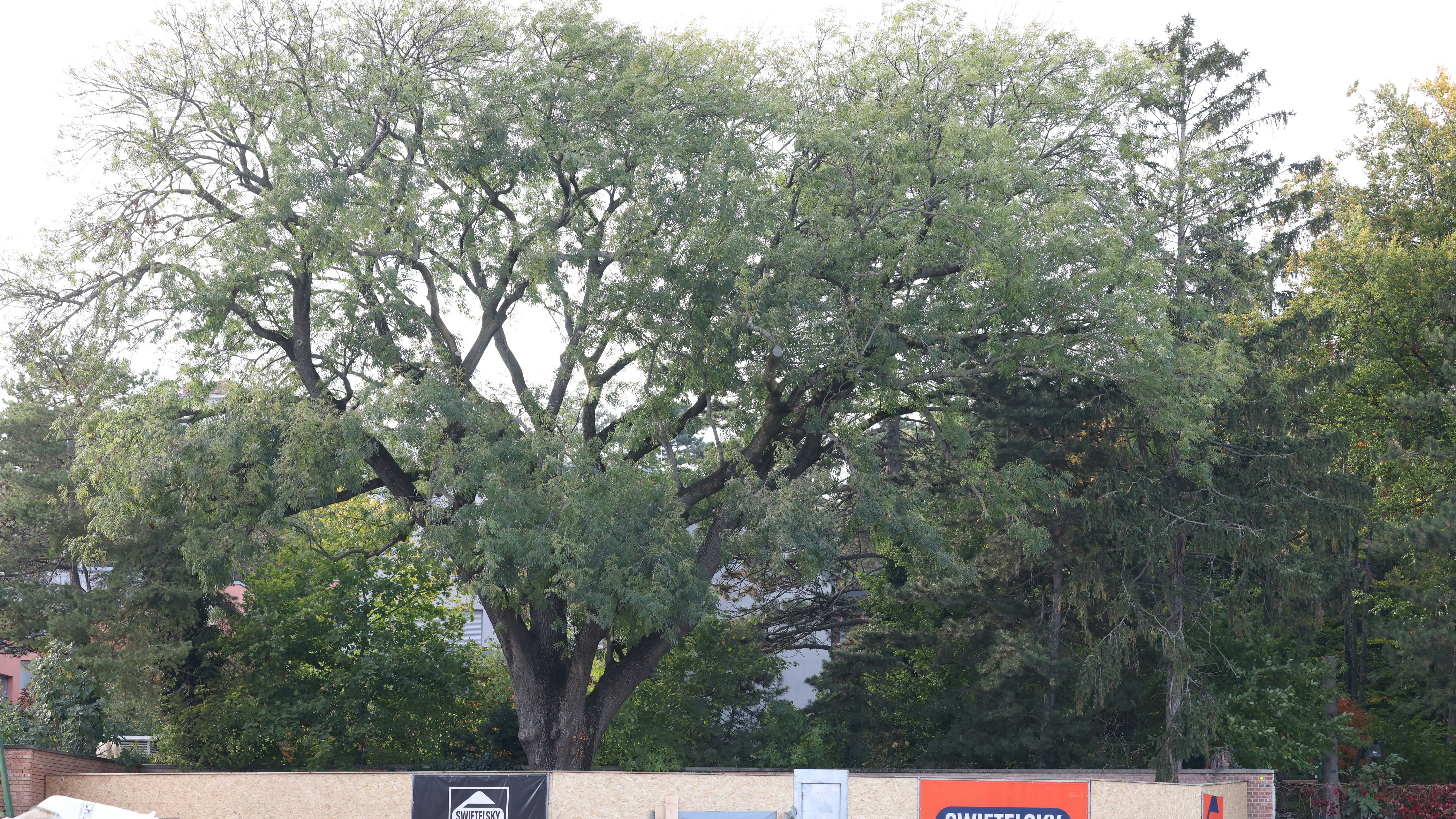 Anrainer haben Angst um diese prachtvolle Esche.