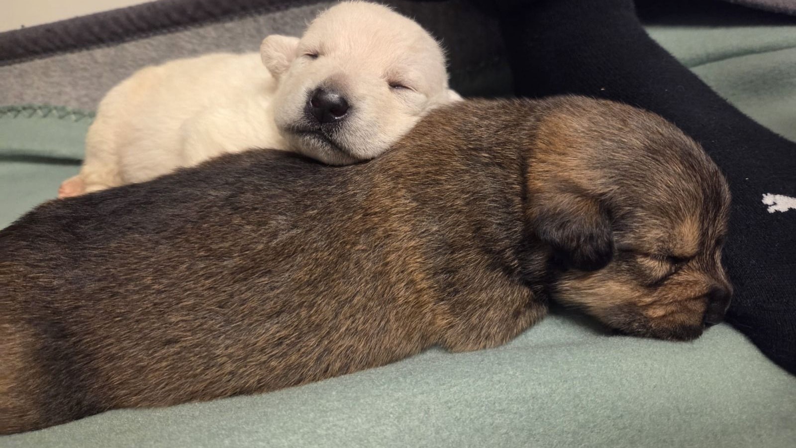 Leider überlebten nur vier Welpen von insgesamt neun.