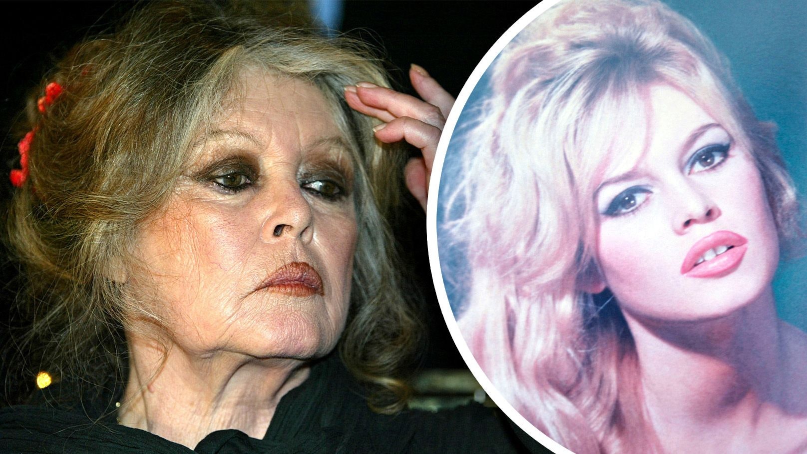 Heute.at - Welcher Idiot... – Bardot wütet gegen Todesmeldung