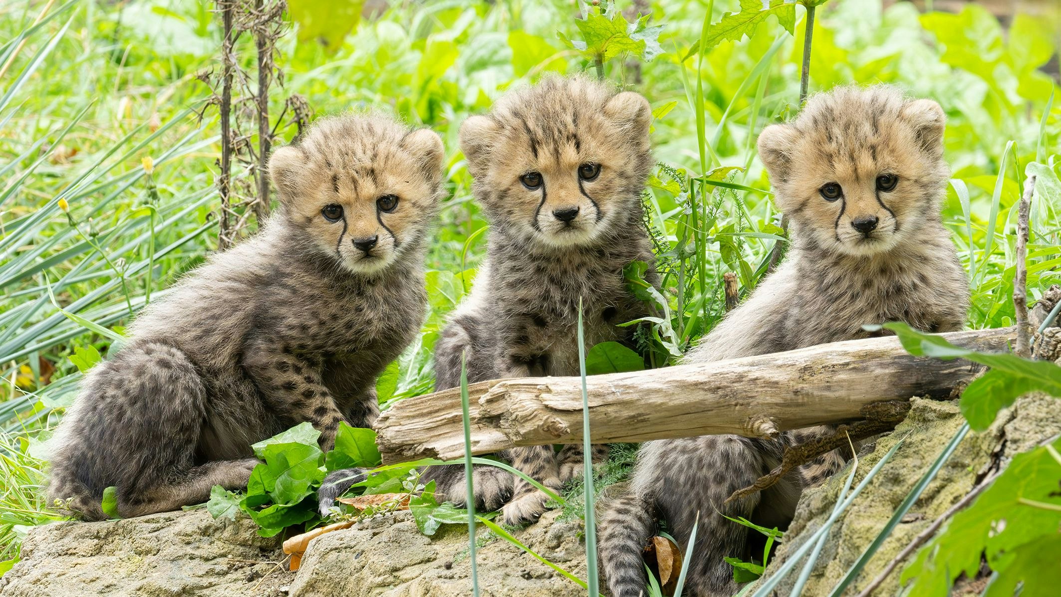 Heute.at - WOW! Beim ersten Mal gleich drei Babys in Schönbrunn