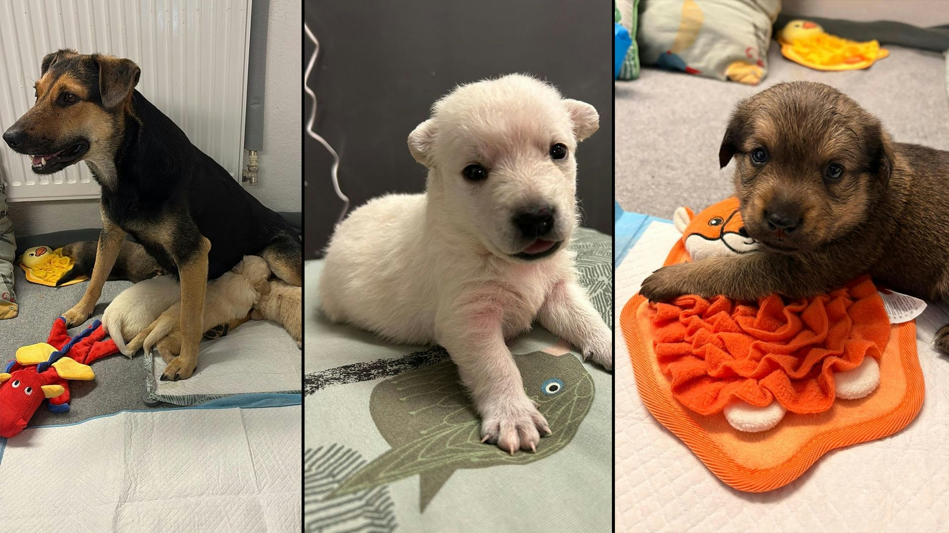 Heute.at - Nur vier Welpen überlebten von Tankstellen-Hündin