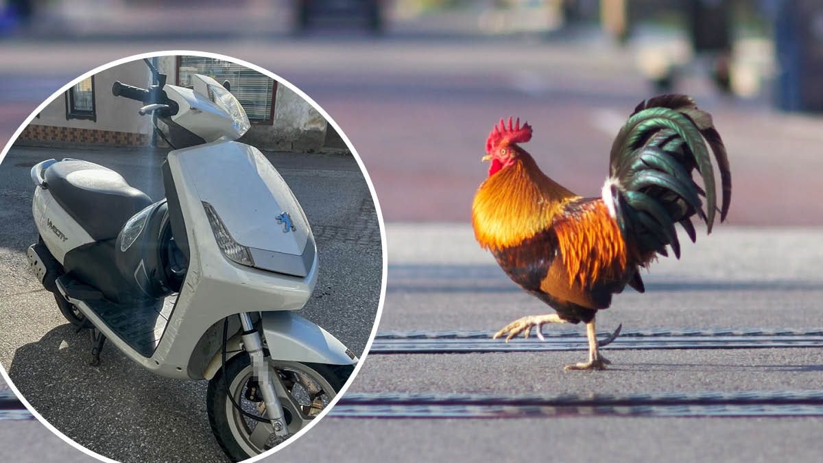 Heute.at - Huhn verursacht Crash in Kärnten – Teenager verletzt