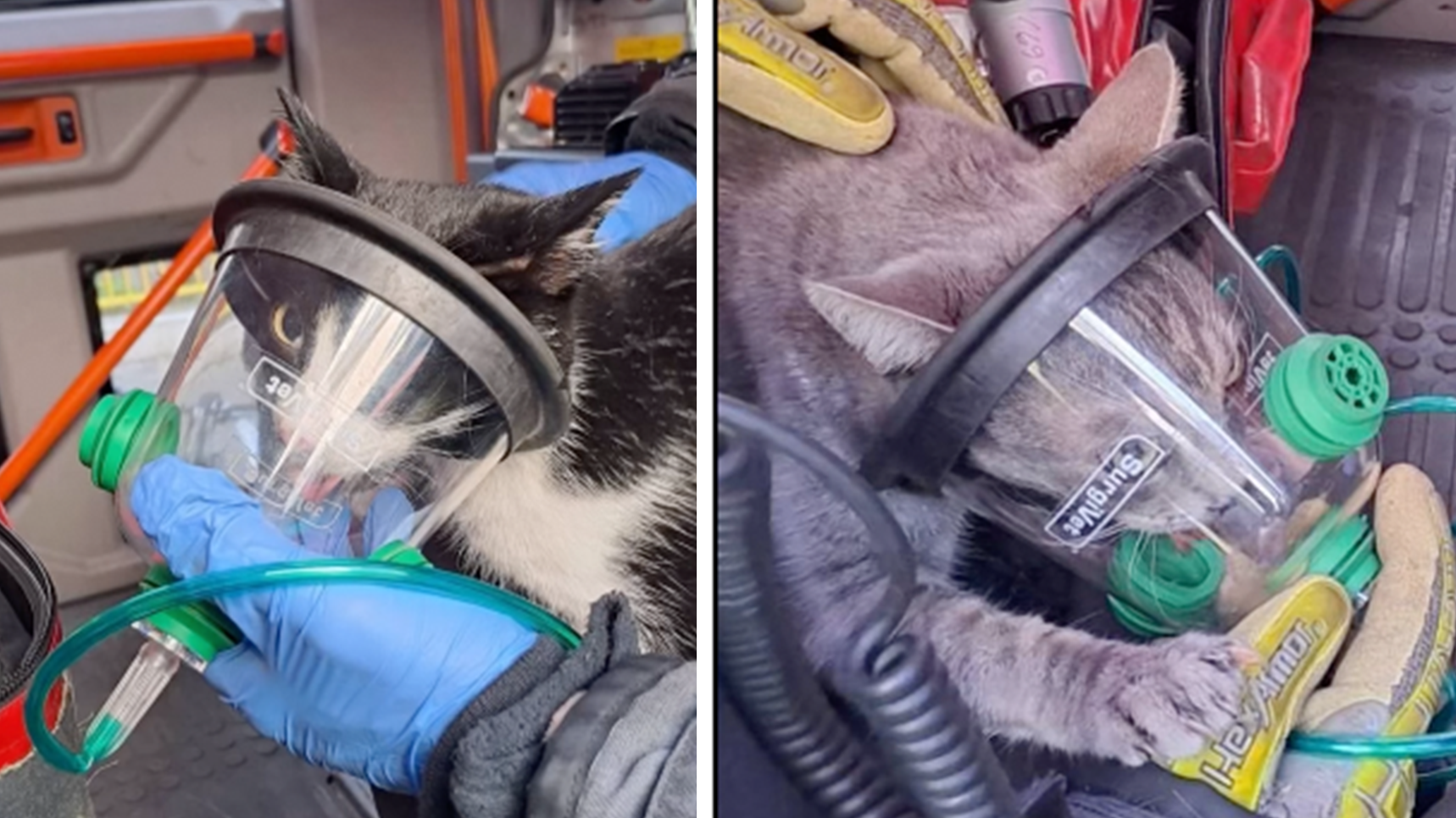 Heute.at - Wohnhausbrand – Feuerwehr rettet Kätzchen aus Flammen