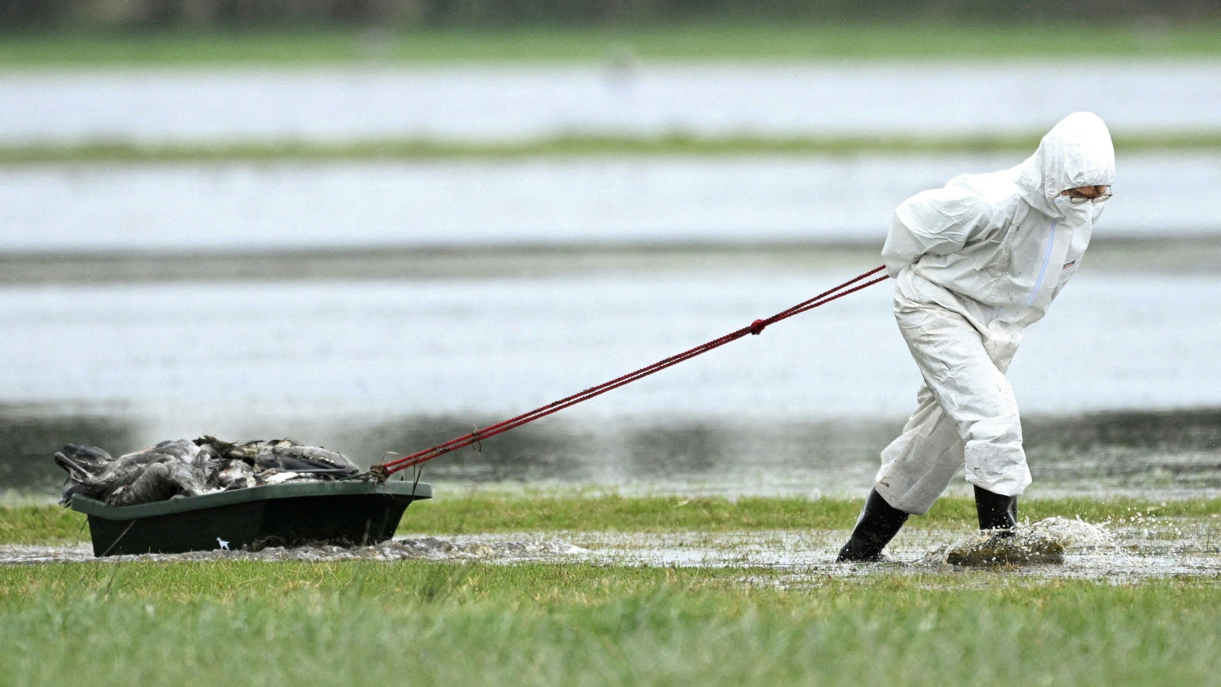 Heute.at - Vogelgrippe breitet sich aus – 130.000 Tiere getötet