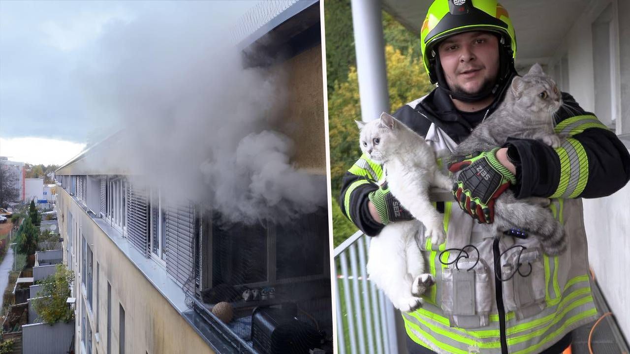 Heute.at - Wohnung in Flammen – Feuerwehr rettet drei Katzen
