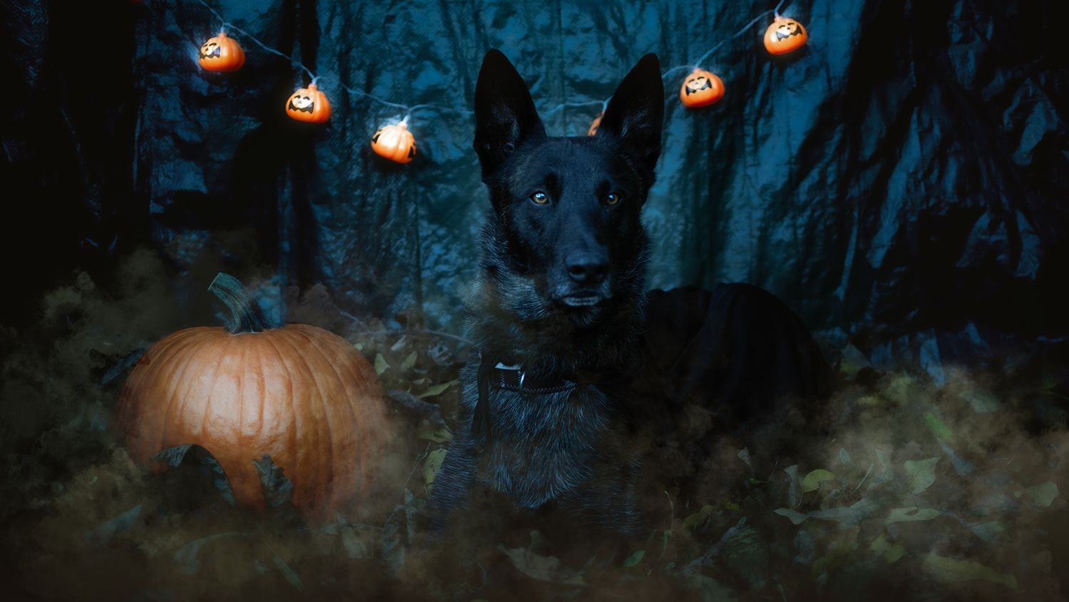 Heute.at - Heute-Tierisch sucht den Gruselhund 2025