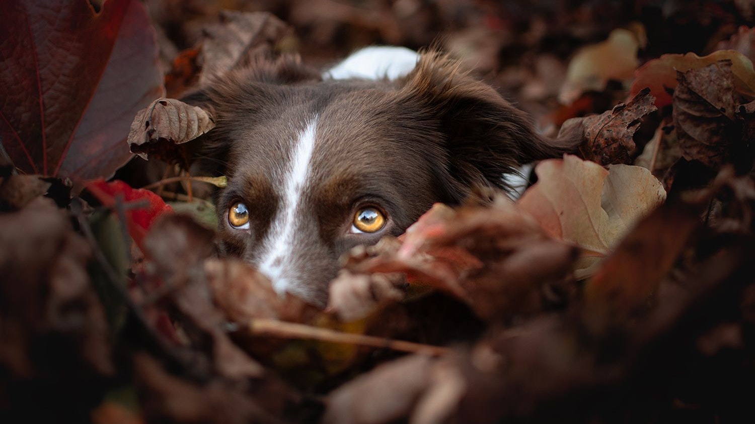 Die süße "Enya" beobachtet das Halloween-Treiben klugerweise total versteckt.