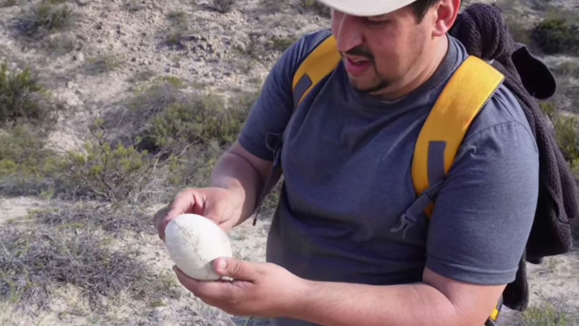 Heute.at - Dieses Ei lässt Forscher völlig ausflippen