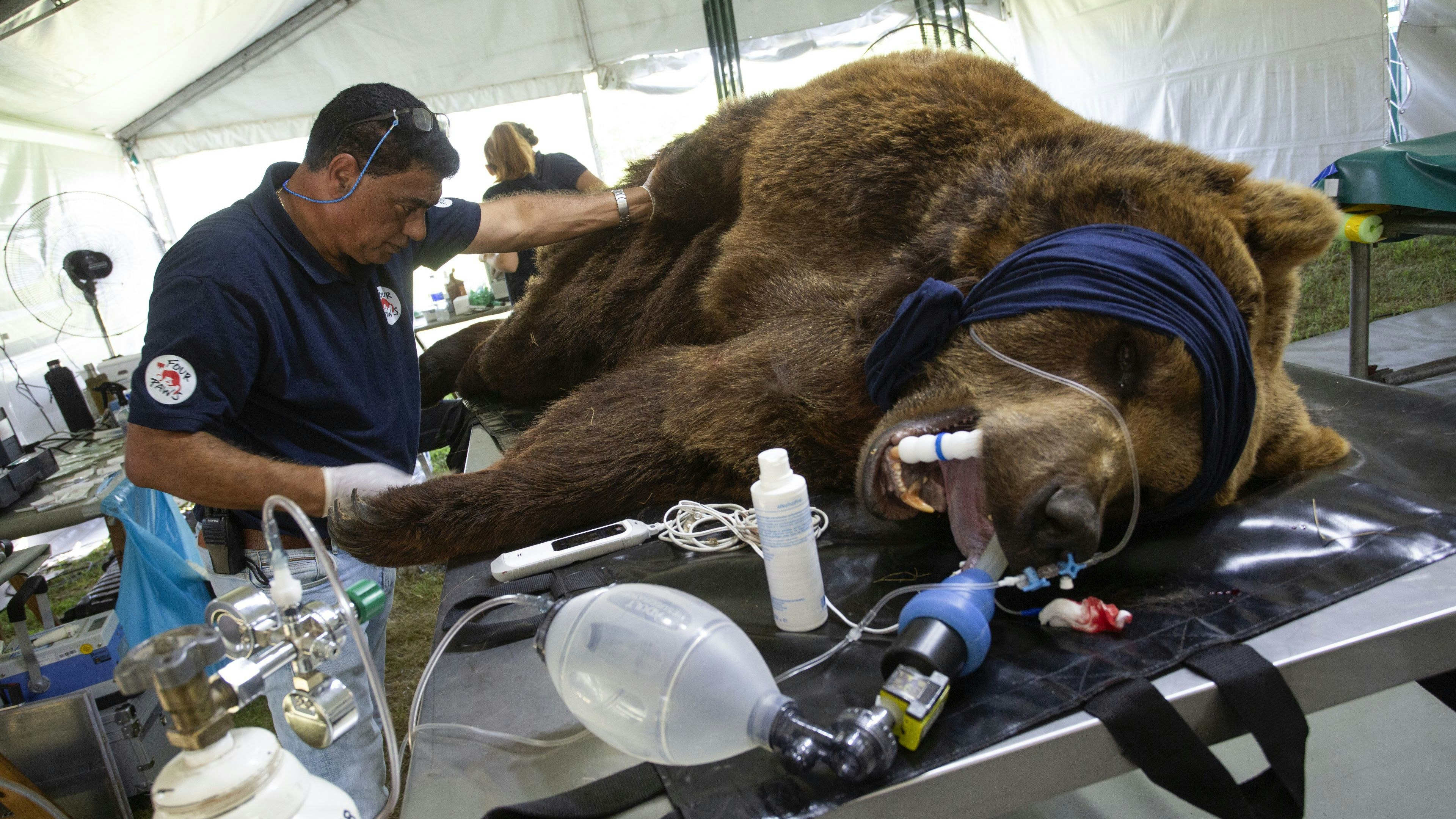 Jedes Tier muss sediert und innerhalb eines Monats gründlich medizinisch untersucht werden. 