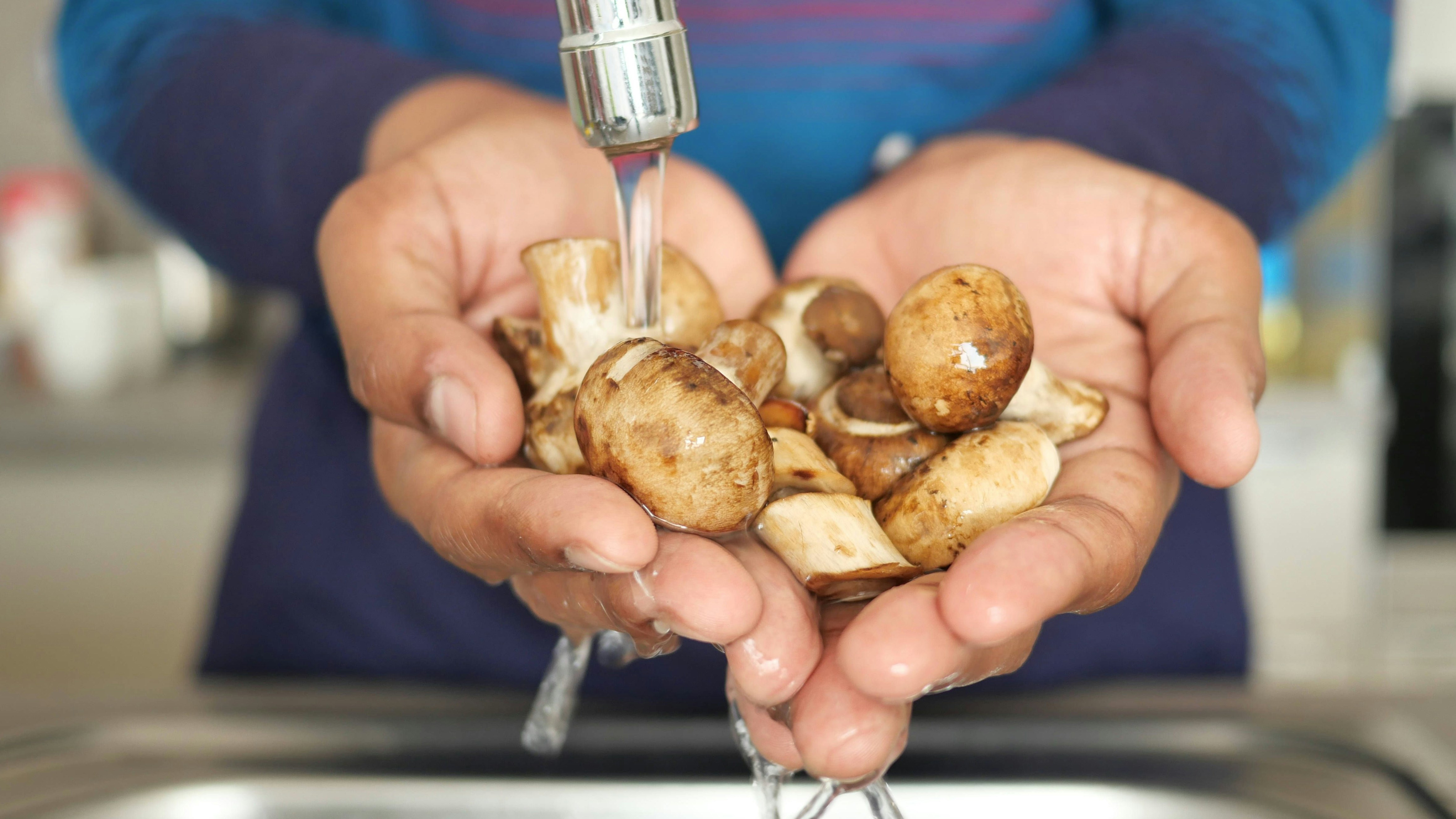 Heute.at - Schwammerl mit Wasser waschen oder besser nicht?