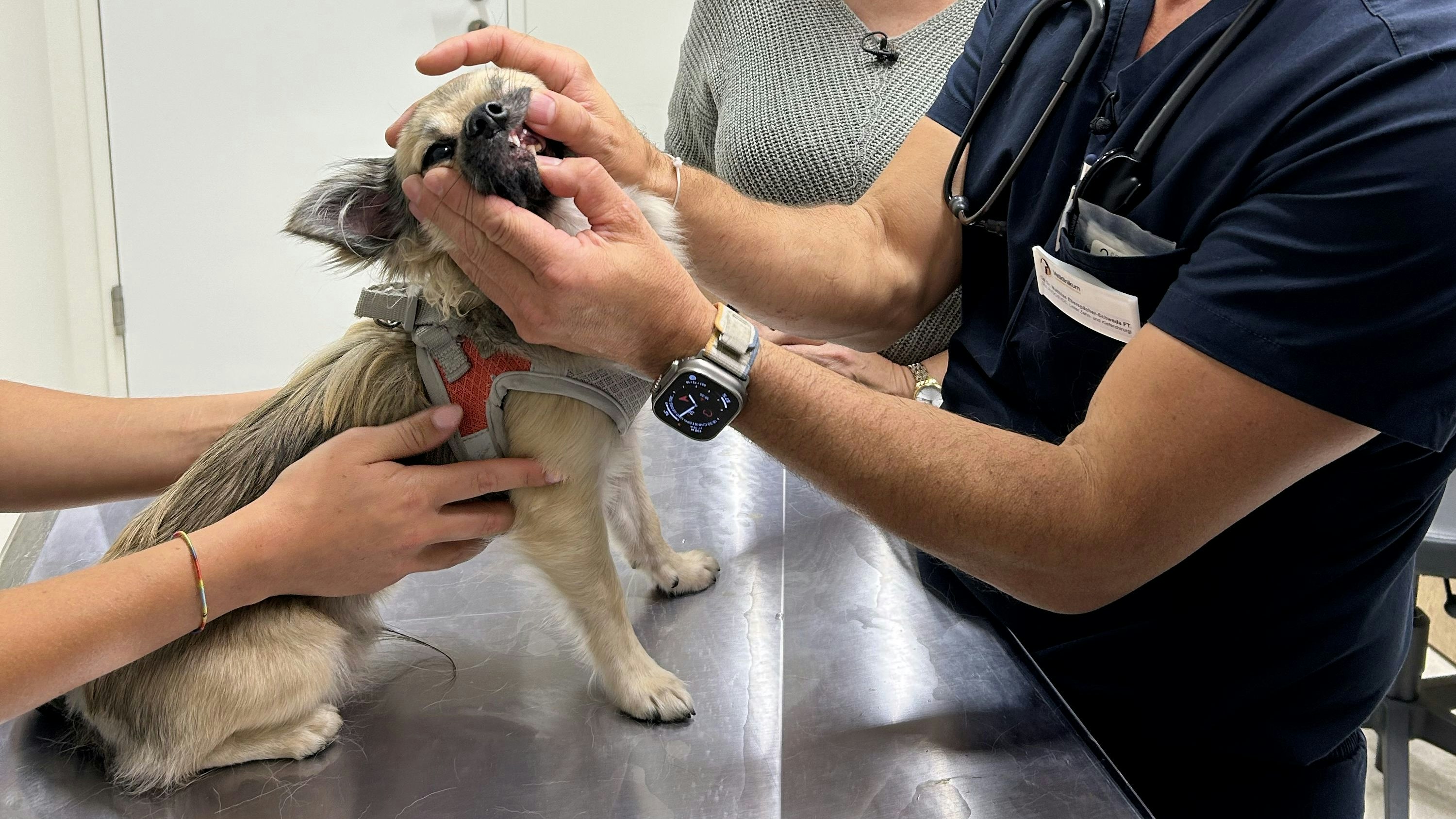 Heute.at - Angst, dass er stirbt– Wienerin zittert um Hund Bobby