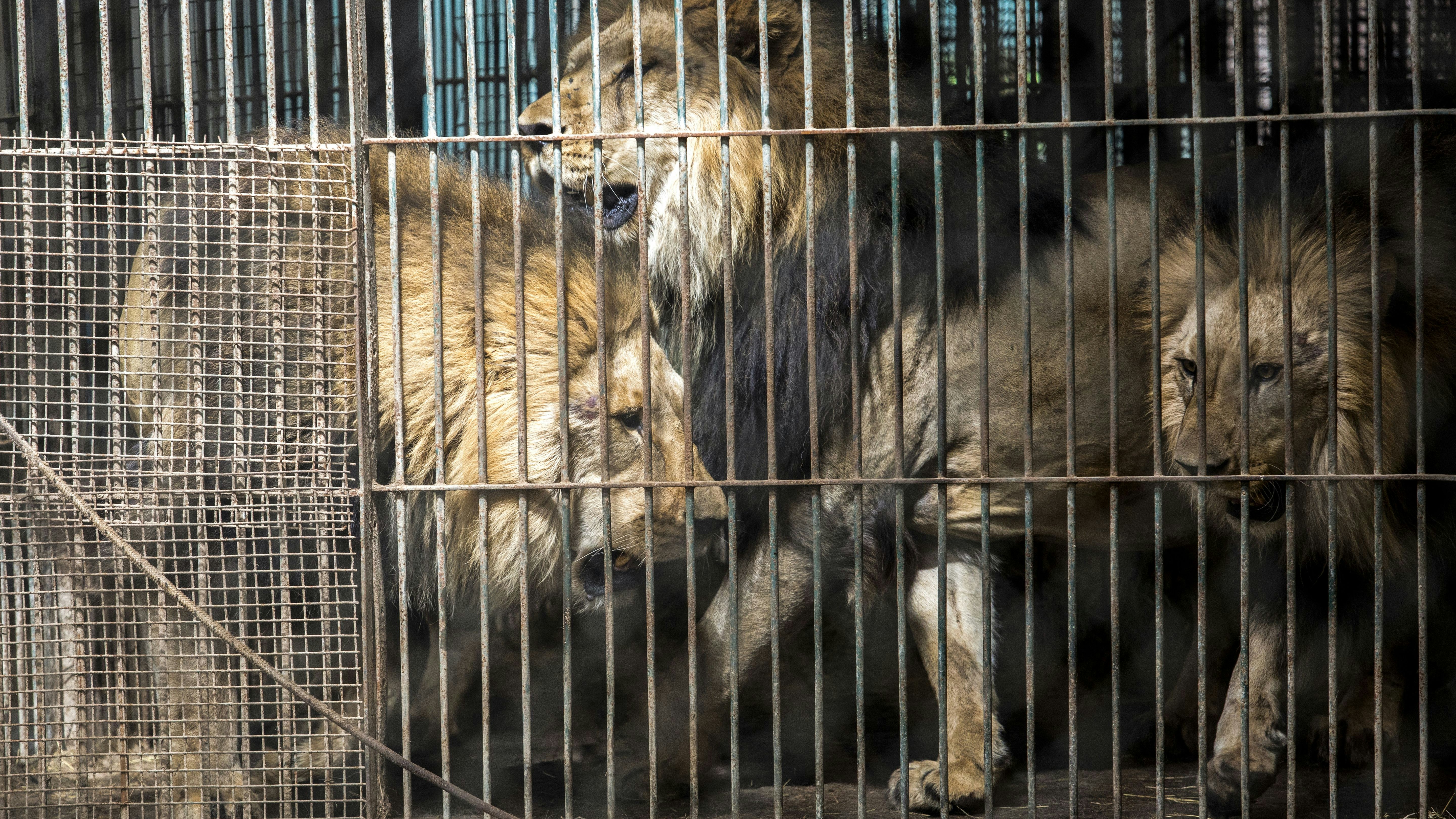 Heute.at - Für mehr als 60 Raubtiere beginnt Rettung in Etappen