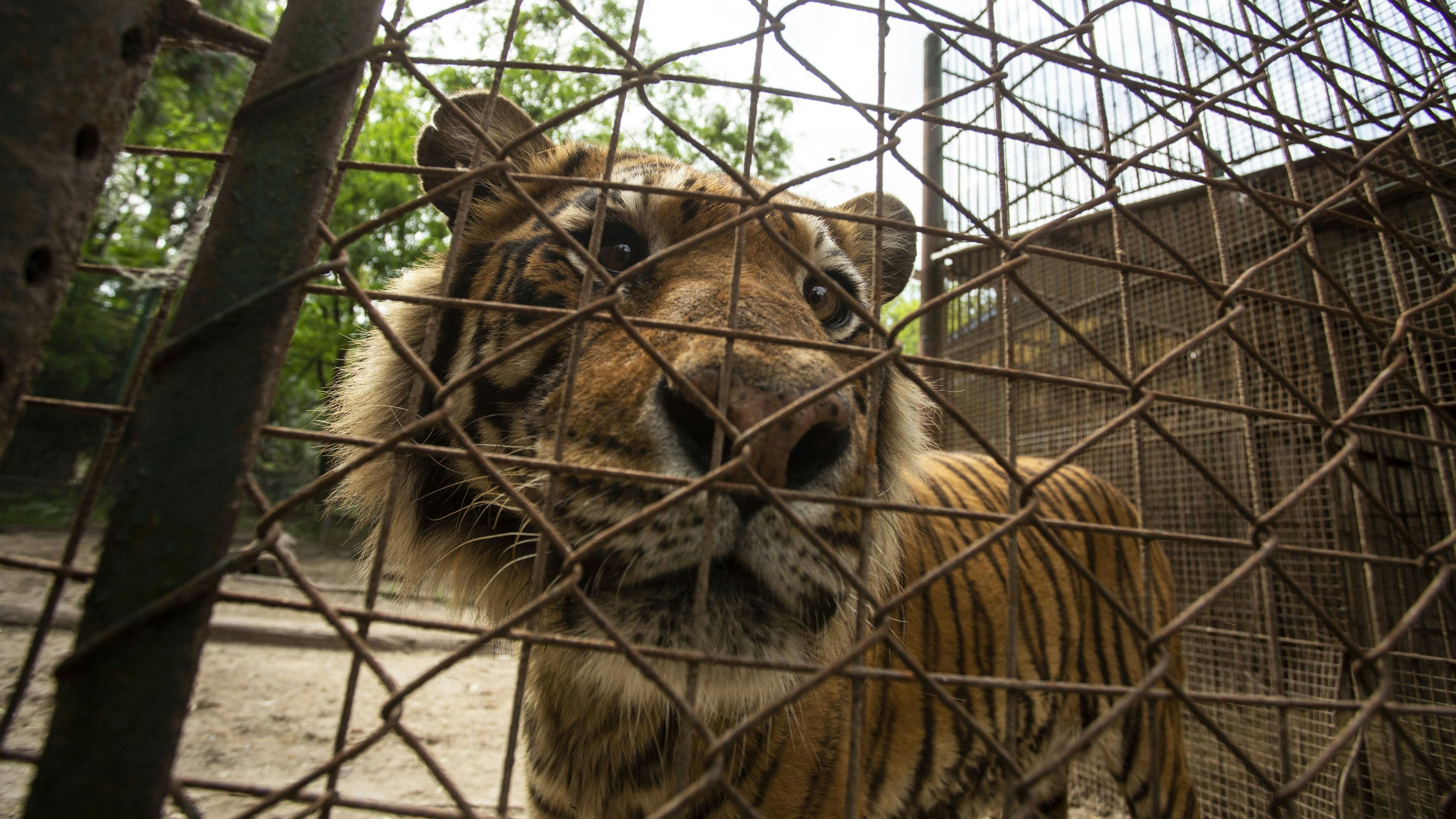 Der Zustand vieler Raubkatzen ist besorgniserregend. 