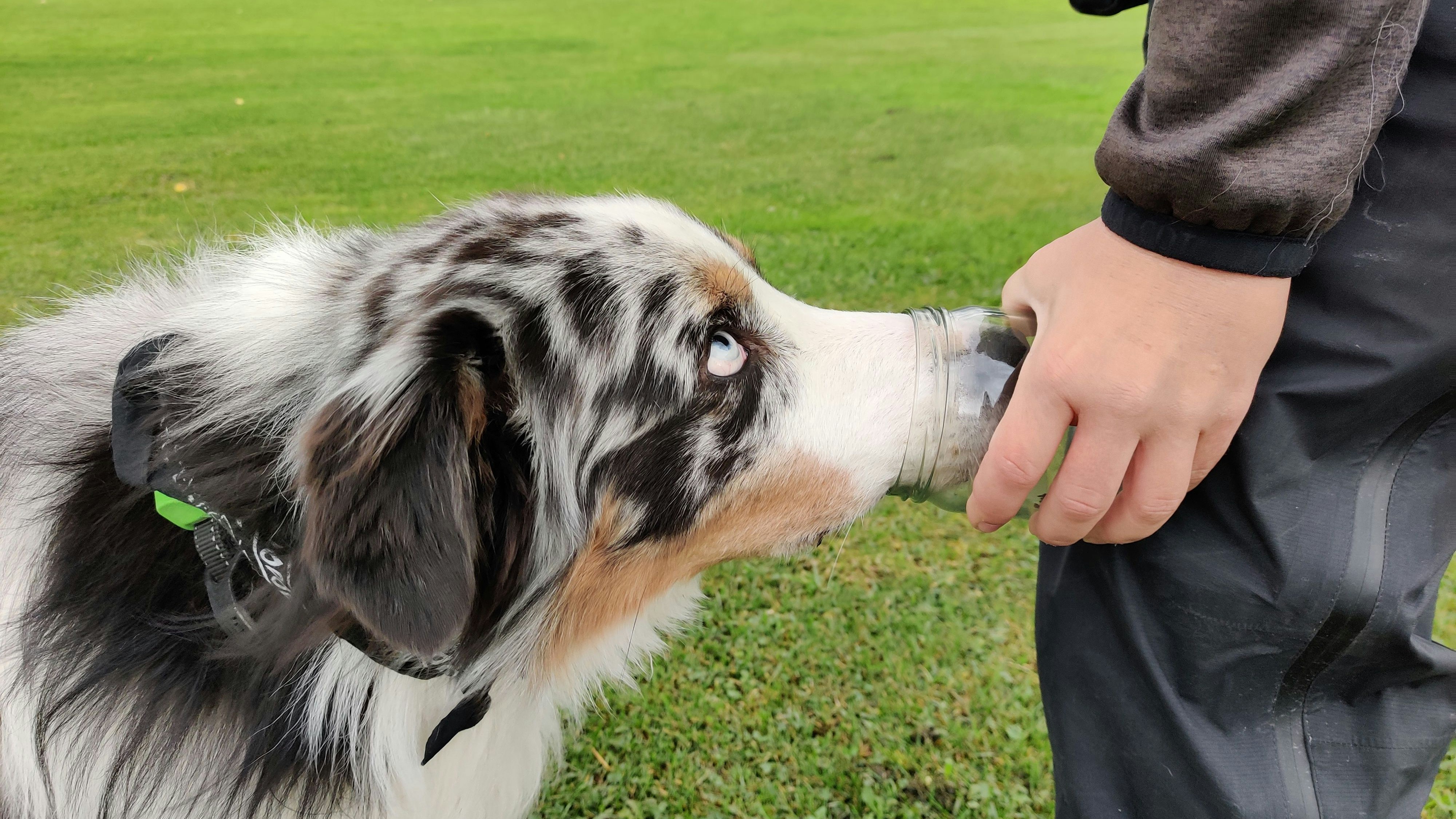 Heute.at - Menschen? Drogen? Dieser Hund sucht was ganz anderes