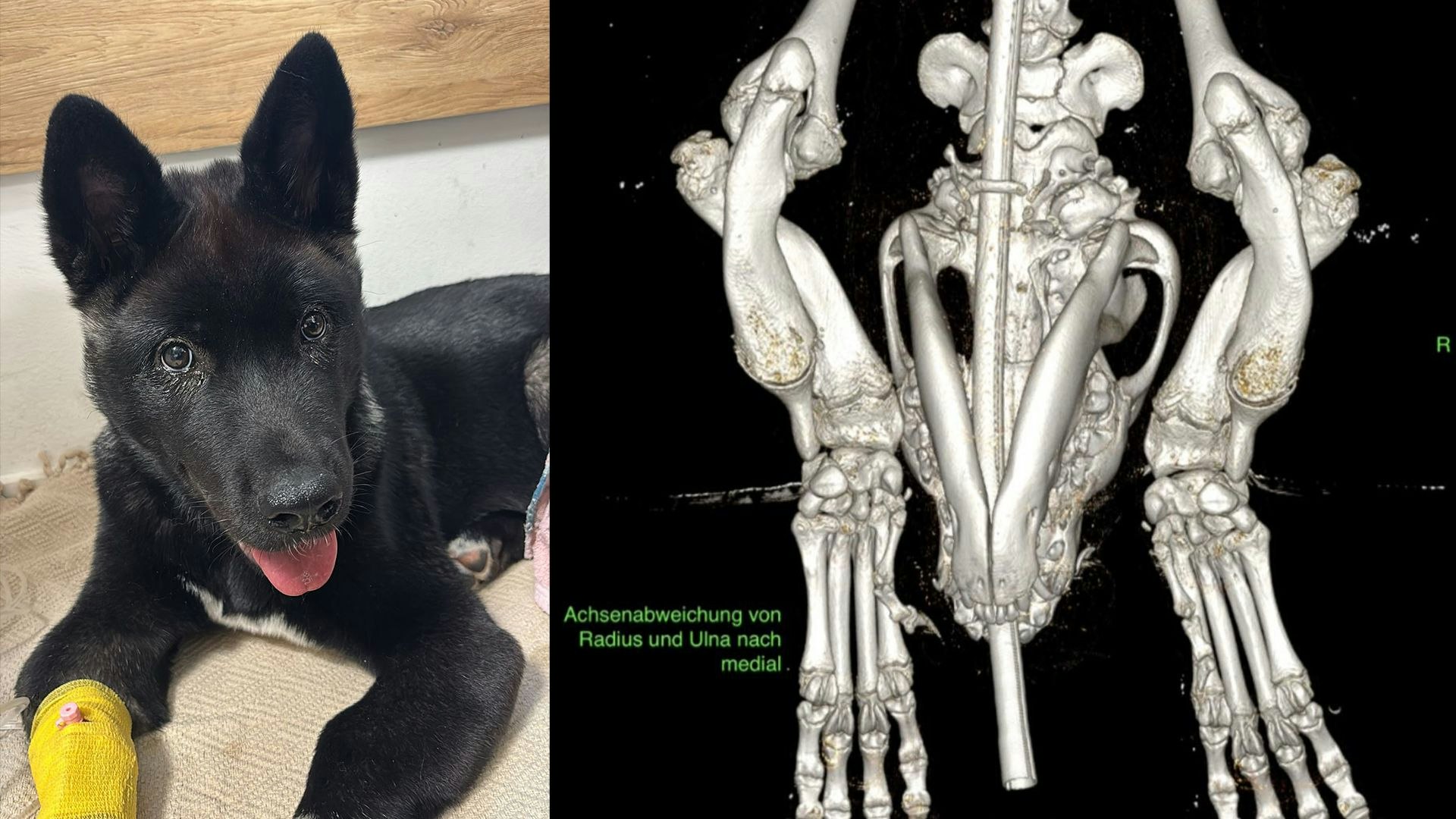 Heute.at - Hundebub Mogli möchte endlich durch die Welt sausen