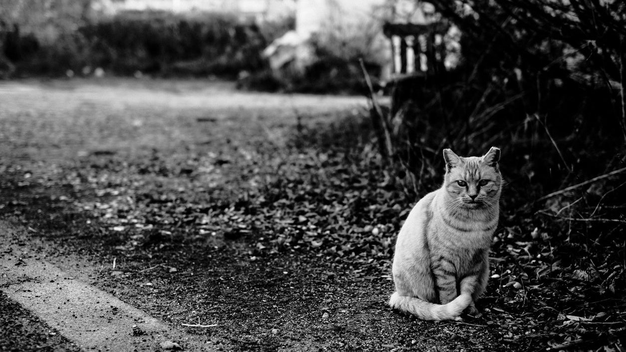 Heute.at - Katze ohne Kopf! War es vielleicht doch ein Fuchs?